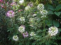 Bougainvillier - Bougainvillea Glabra (fam Nyctaginacees) (Bresil) (1) (Photo F. Mrugala)
